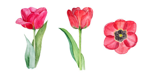 Botanical watercolor illustration sketch of three red tulips on white background