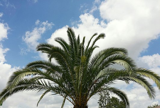 Beautiful palm tree branches on fluffy clouds background in Florida nature