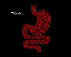 Abstract vector illustration of human stomach.