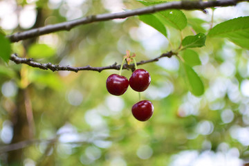 Ripe cherries hanging on the tree