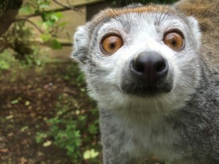 Lemur