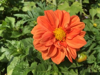 Detailed Closeup Of Orange Flower