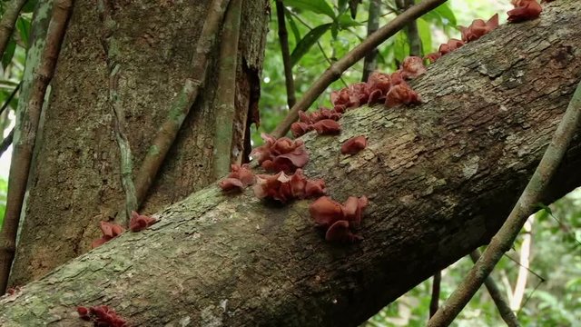 Toadstool on a tree trunk in tropical Amazonian rainforest near Santarem, Brazil 