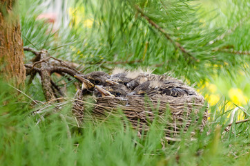 птенцы дрозда в гнезде на сосне, Turdus