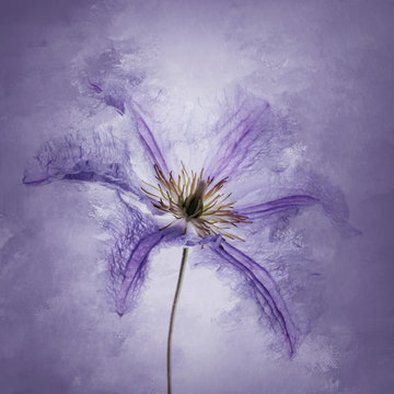 Clematis, purple