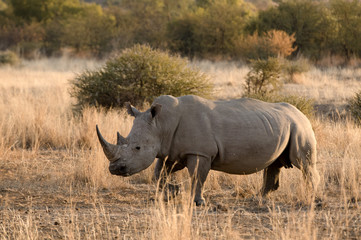 Obraz premium Rhino
