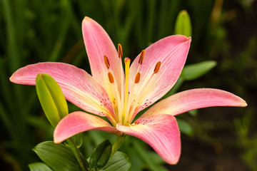 brilliant pink lily newly opened in the garden