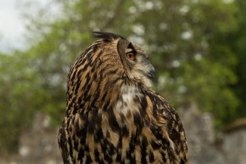 Eurasian Eagle owl