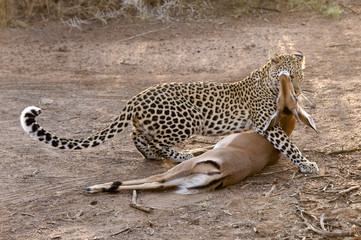 leopard kill © Herman