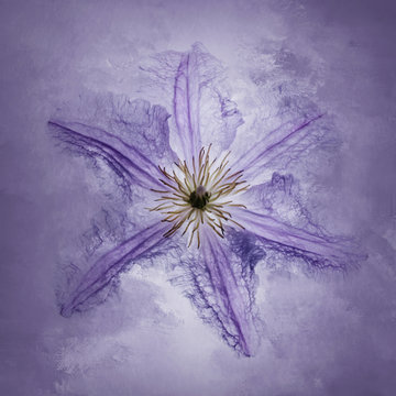 Clematis, purple