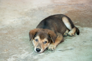 Brown white hybrid dog lying down on concrete floor