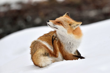 キタキツネ