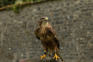 buzzard strutting his stuff