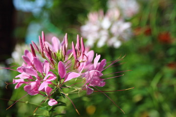 Pink Spider flower has a beautiful pattern.