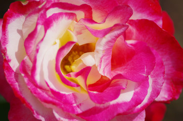 Fototapeta na wymiar roses 
