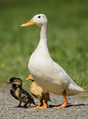 Mallard, Duck - Albino with nestling