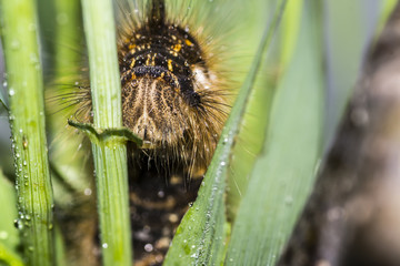 Brown shaggy caterpillar hides behind a blade of grass
