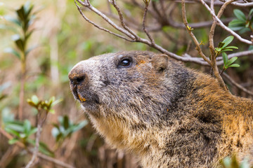 detailed outdoor portrait of alpine groundhog (Marmota monax)