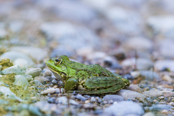 natural green frog (Rana esculenta) sitting on stones