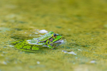 natural green frog (Rana esculenta) sitting in water