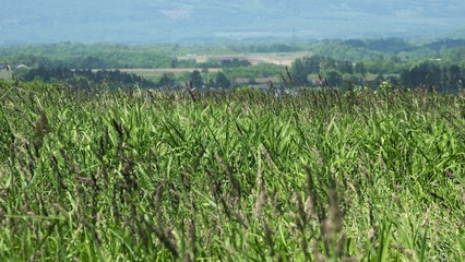 北海道　田園風景　牧草地