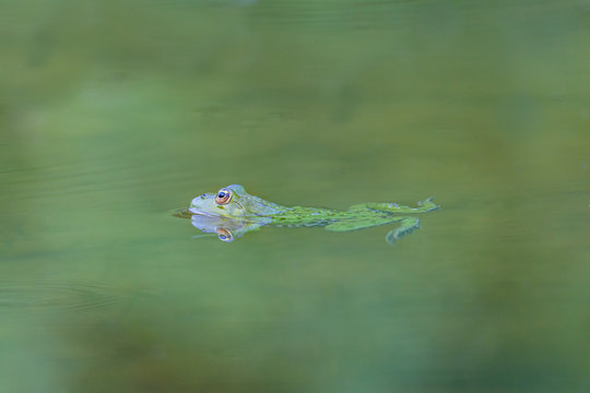 natural green frog (Rana esculenta) swimming in green water