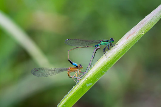 Two dragonfly love