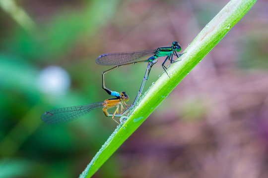 Two dragonfly love