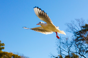 Obraz premium Flying