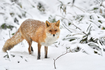 Obraz premium 春の雪