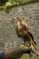 buzzard strutting his stuff