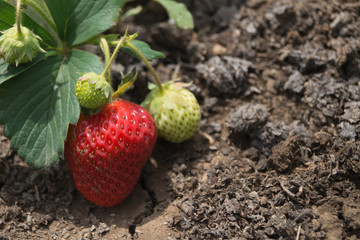 Ripe and unripe strawberries  in the garden