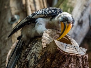 Gelbschnabel Nashornvogel
