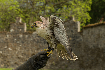 majestic falcon