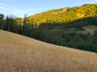 cultivation of wheat in a field in the hills at sunset.