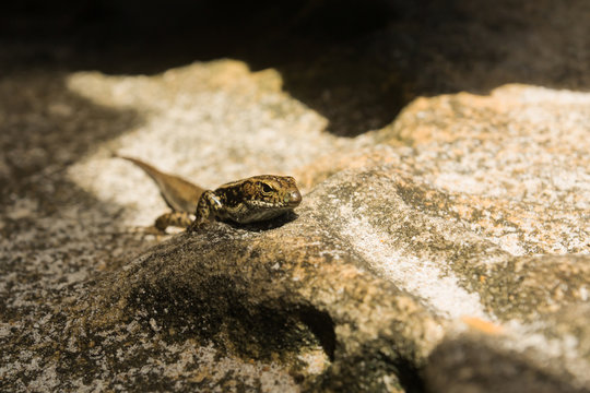 Small water skink hunting on the rocks