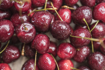 Bright juicy ripe cherry covered with water droplets, close-up
