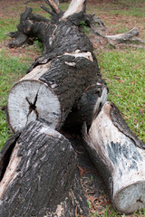 Fototapeta na wymiar Timber Logs in Thailand.