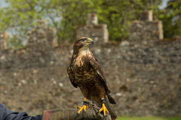 buzzard strutting his stuff