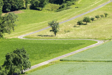 winding path in the green