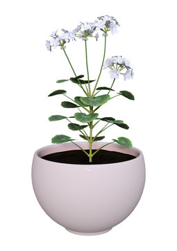 3D Rendering Geranium Pot on White