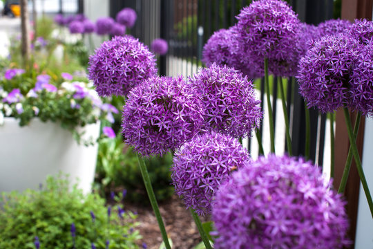 Fototapeta Allium giganteum