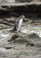 Yellow-eyed penguin