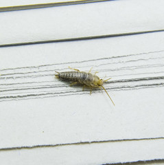 Pest books and newspapers. Insect feeding on paper - silverfish