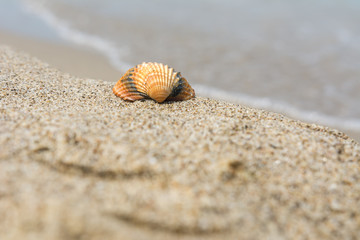 Muschel am Strand im sand