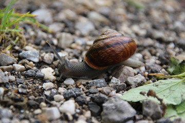 Schnecke
