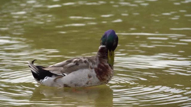 pato-patito