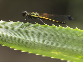 close up little dragonfly on thorn green leaf