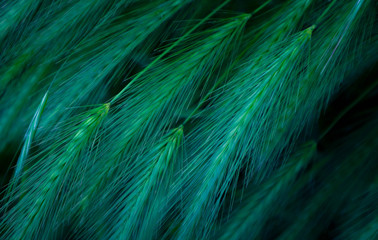 Photo depicts a bunch of green spikelets on the sun. Meadow of spikes close up view. Farming...