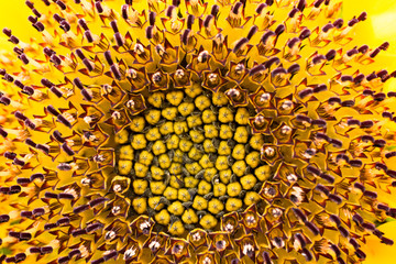 Japanese summer sunflower